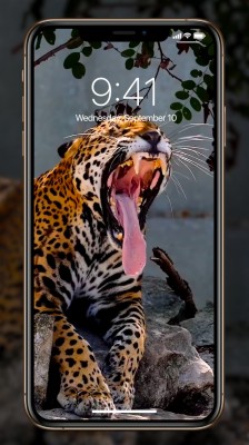 Download Animal Live Wallpapers and Backgrounds 