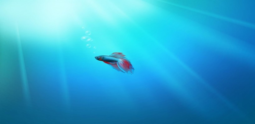 Windows 7 Beta Fish - 1024x500 Wallpaper - teahub.io