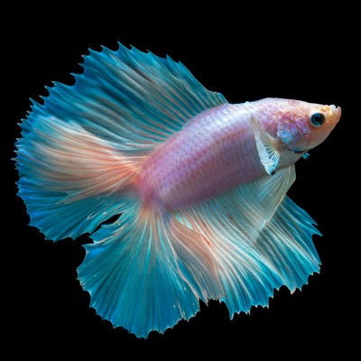 Clip Art Betta Fish In The Wild - Betta Fish Transparent Background ...