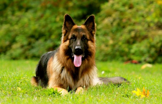 German Shepherd Dog Images New Hd Photoshoot Collections - German ...