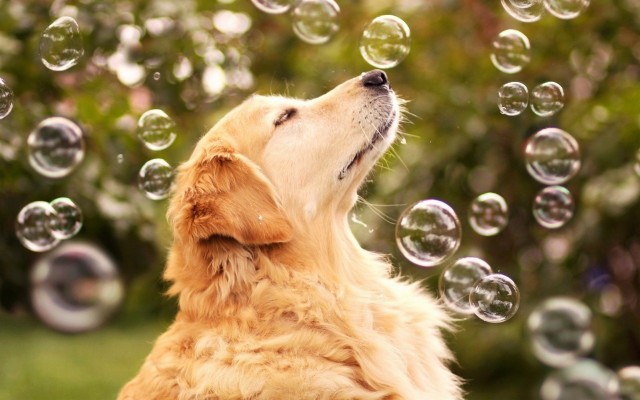 Golden Retriever Desktop Background - 1920x1200 Wallpaper - teahub.io