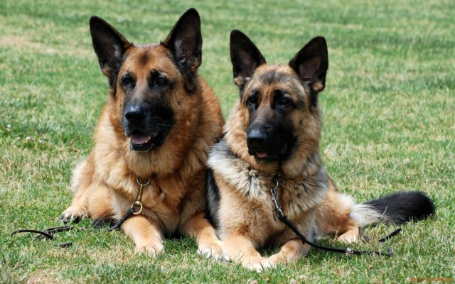 2 German Shepherd On Grass - 2560x1600 Wallpaper - teahub.io