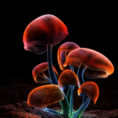 2048x2048, Download Mushrooms 2048 X 2048 Wallpapers - Digital