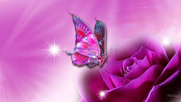 Pink Wallpaper Beautiful Butterfly 1920x1080 Wallpaper Teahub Io