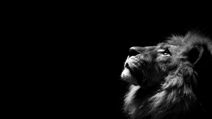 Reality Lion Hd Pics For Pc Mac Laptop Tablet Lions In Black Background 19x1080 Wallpaper Teahub Io