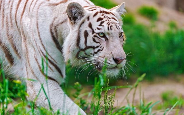 White Tiger Animal Wallpaper Hd - 1920x1200 Wallpaper - teahub.io