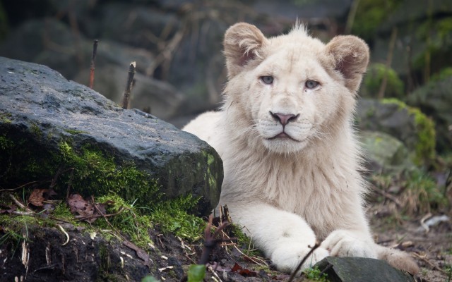 White Lion Wallpaper Hd - Full Hd White Lion - 2560x1600 Wallpaper ...