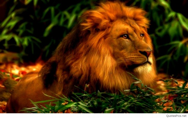 Download Lion Hd Wallpapers and Backgrounds 