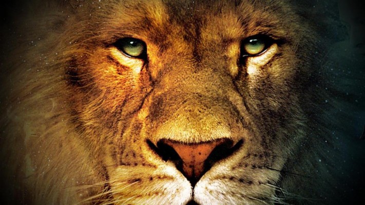 Download Lion Hd Wallpapers and Backgrounds 