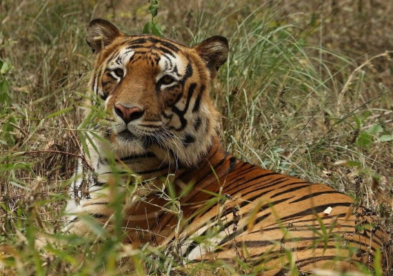 1920 Fighting Royal Bengal Tiger Wallpapers Submited - Hd Wallpaper ...