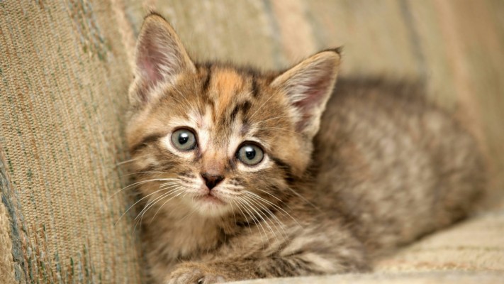 Image result for adorable fluffy kitten
