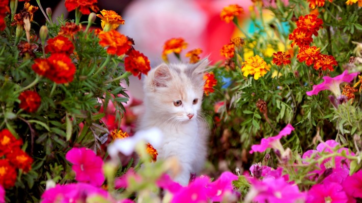 Kittens And Flowers Wallpaper Cute Cat With Flower 1024x768 Wallpaper