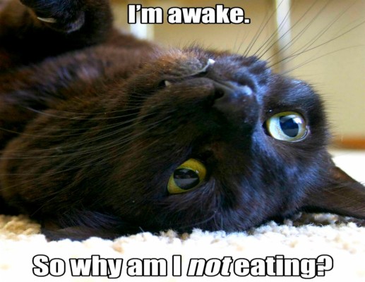 hd wallpapers for mac cat hd wallpapers for mac cat