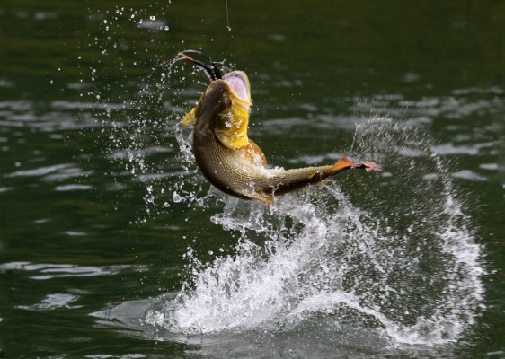 Largemouth Bass Wallpaper Hd Amazing Wallpaper Hd Library - Fishing ...