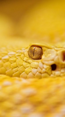 Snake, 4k, Hd Wallpaper, Albino, Rattlesnake, Yellow, - Yellow Snake 4k -  640x1138 Wallpaper 