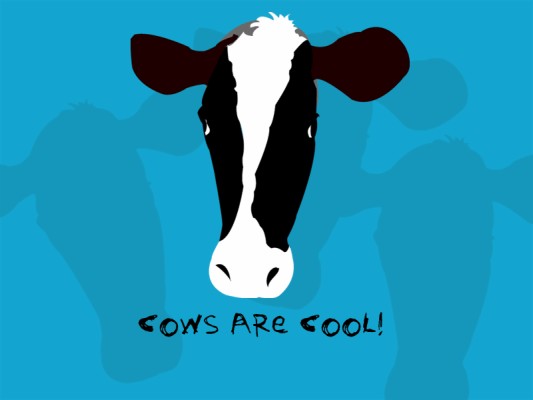 Dairy Cow - 800x600 Wallpaper 