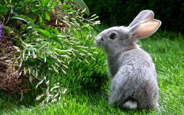 Cute Black Bunny Hd Wallpaper 27 Desktop Background - Animal Nature