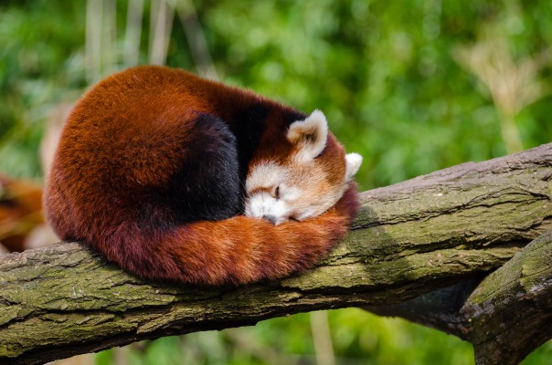 Cute Red Panda Sleeping 1280x7 Wallpaper Teahub Io