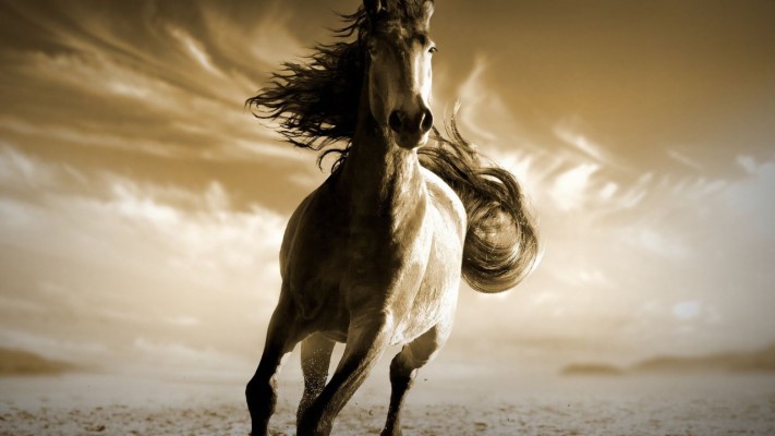 7 Horse Wallpaper Hd For Mobile - 1280x894 Wallpaper - teahub.io