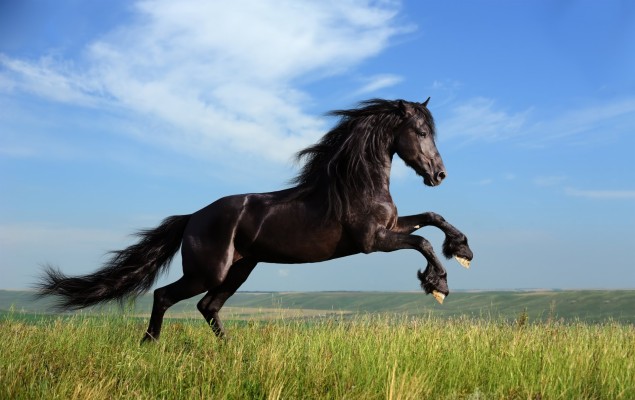 Beautiful Black Horse - 640x800 Wallpaper - teahub.io