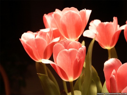 2560x1600, Tulip Flowers Hd Wallpapers Free Download - Tulip Background ...