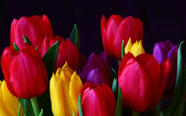 Tulip Flower Wallpaper - Tulip Flower Images Hd - 2560x1600 Wallpaper