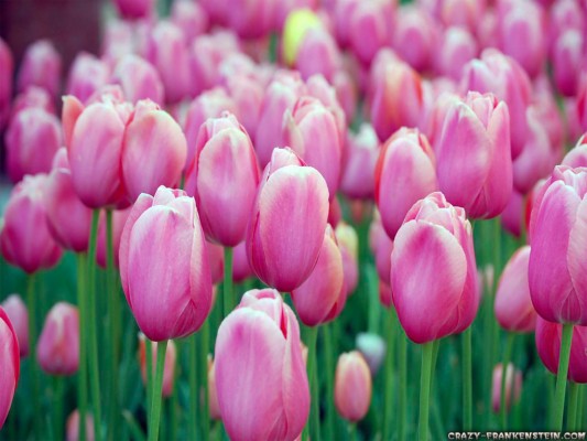 Pink Tulips Wallpapers - Pink Tulips Wallpaper Hd - 3000x1879 Wallpaper ...