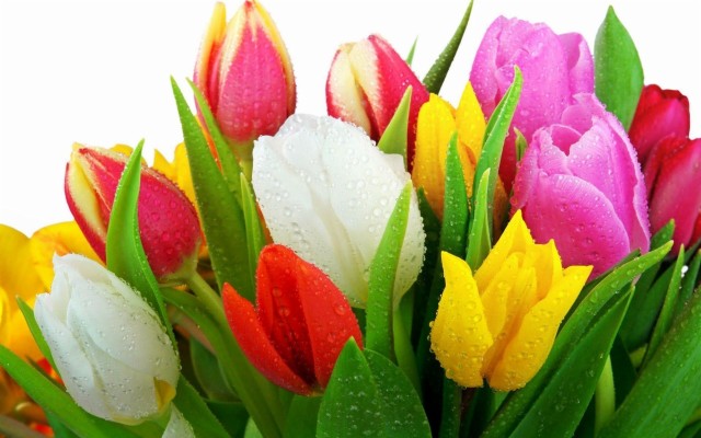 Tulip, Flowers, Fresh, Wallpaper - Tulip Wallpaper For ...