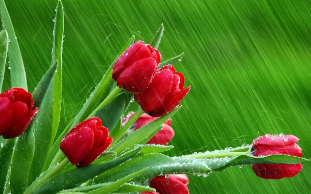 Full Hd Rain Desktop Wallpaper - Best Background Rain - 1920x1080 ...