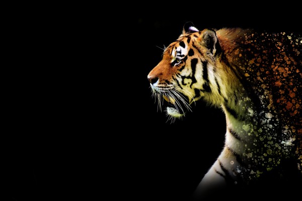Wallpapers Tiger Hd Group - Tiger Wallpaper 4k - 1920x1080 Wallpaper