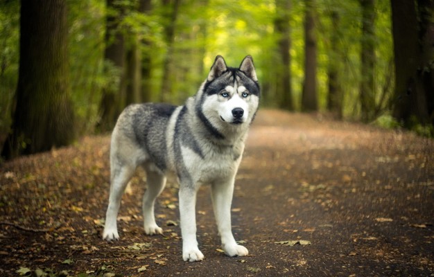 Siberian Husky Wallpapers 4k - 2560x1600 Wallpaper - teahub.io