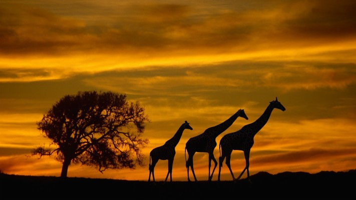 Africa, Giraffes, Animals, Wildlife, Sunset, Silhouette, - South Africa  Wallpaper Animals - 1920x1080 Wallpaper 