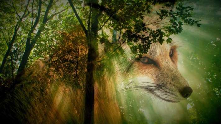 Wild Animals Wallpapers - Real Life Animals In Forest - 1920x1200 Wallpaper Wild Animals Wallpapers - Real Life Animals In Forest - 1920x1200 Wallpaper