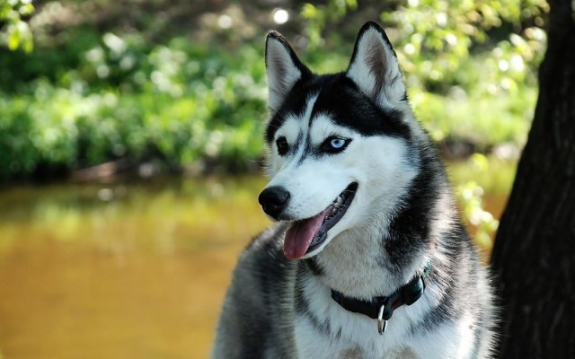 Fine Super High Quality Photos Of Husky, Px - Husky Dog Hd - 1440x900 ...