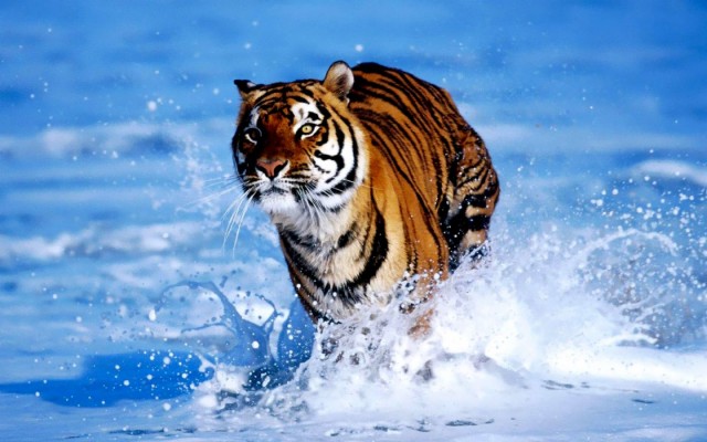 Running Tiger Wallpaper Wild Animal Wallpapers Png - Running Tiger Photos  Hd - 1440x900 Wallpaper 
