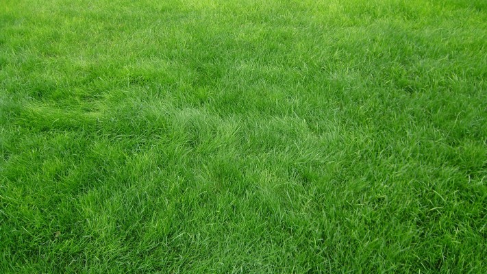 Grass Background Hd - 2048x1152 Wallpaper 