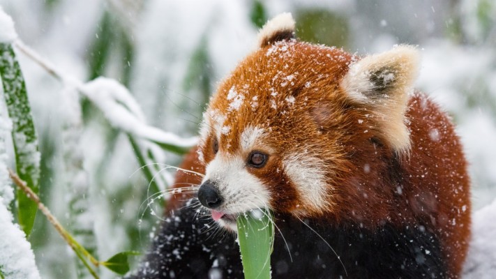 Panda Red Panda Snow Walk Wallpapers Red Panda Phone Background 1280x7 Wallpaper Teahub Io