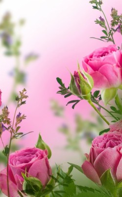 Pink Flowers Live Wallpaper - Love Filling Good Morning - 562x900 ...