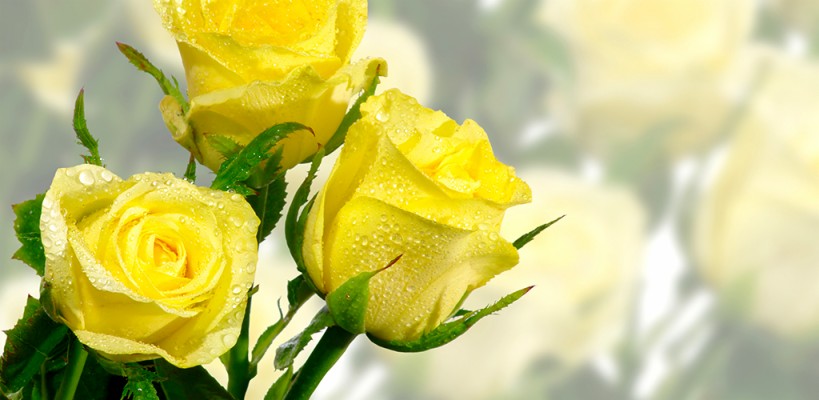 Three Yellow Roses - 1024x500 Wallpaper - teahub.io