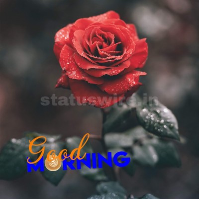 Good Morning Red Rose Hd Wallpaper - Insta Dp Of Flowers - 1600x1600 ...