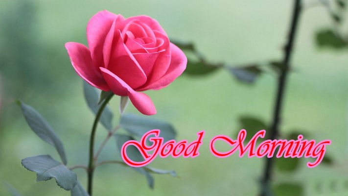 Morning Pink Rose Images - Romantic Good Morning Rose - 892x606 ...