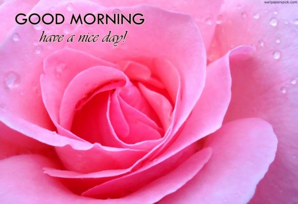 472 Good Morning Red Rose Images Wallpaper Pics For - Good Morning ...
