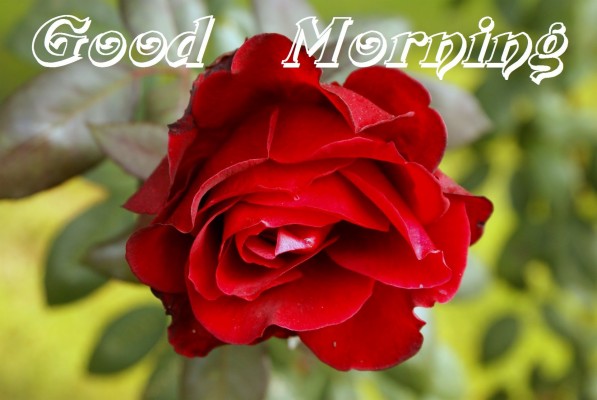 Good Morning Rose Flower - 1920x1080 Wallpaper - teahub.io