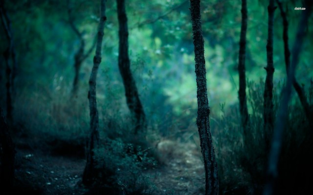 Beautiful Dark Forest Background 1280x720 Wallpaper Teahub Io