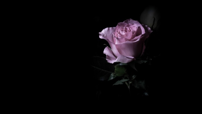 Photo Wallpaper Flower, Drops, Macro, The Dark Background, - Rose ...