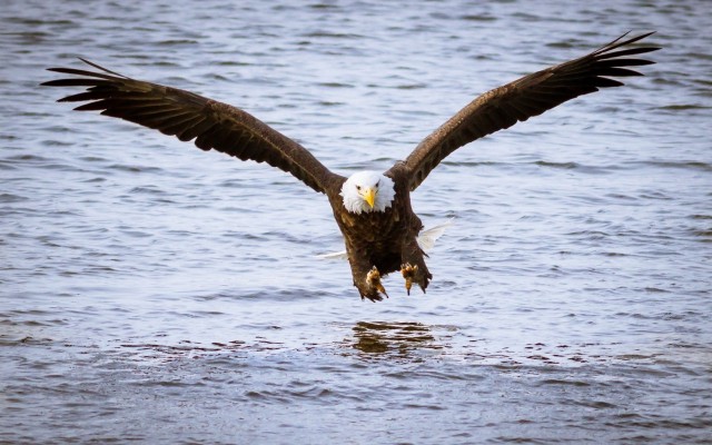 Preview Bald Eagle Pictures - 1920x1200 Wallpaper - teahub.io