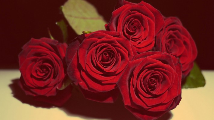 Download Red Rose Live Wallpapers Wallpapers and Backgrounds 