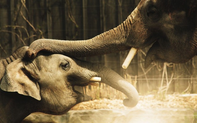 Download Elephant Hd Wallpapers and Backgrounds Download Elephant Hd Wallpapers and Backgrounds
