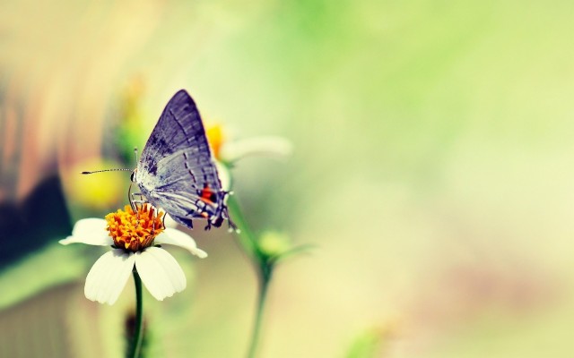 Background Flower With Butterfly - 1280x720 Wallpaper - teahub.io