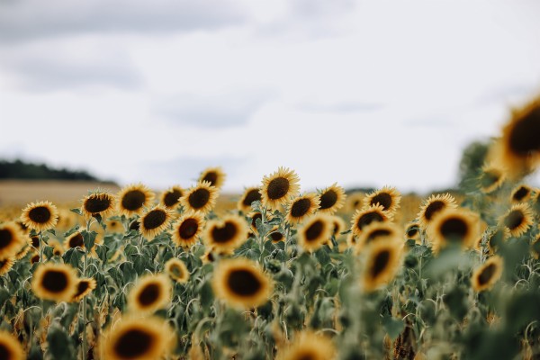 Download 2048x1365, Sunflower Wallpapers - Sunflower Field Background ...